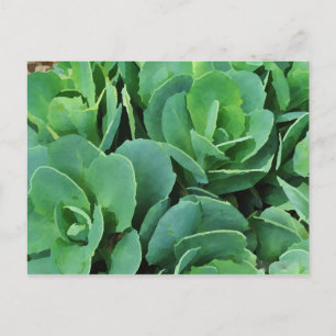 Succulent   postcard
