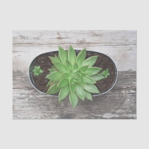 Succulent Rustic Green Art Sketch Decoupage Tissue Paper