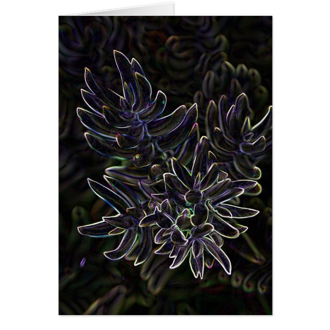 Succulent Sedum (Front)