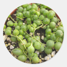 Succulent String of Pearls