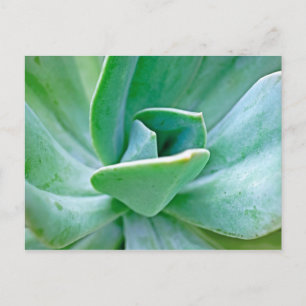 Succulent Swirl Postcard