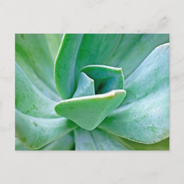 Succulent Swirl Postcard (Front)