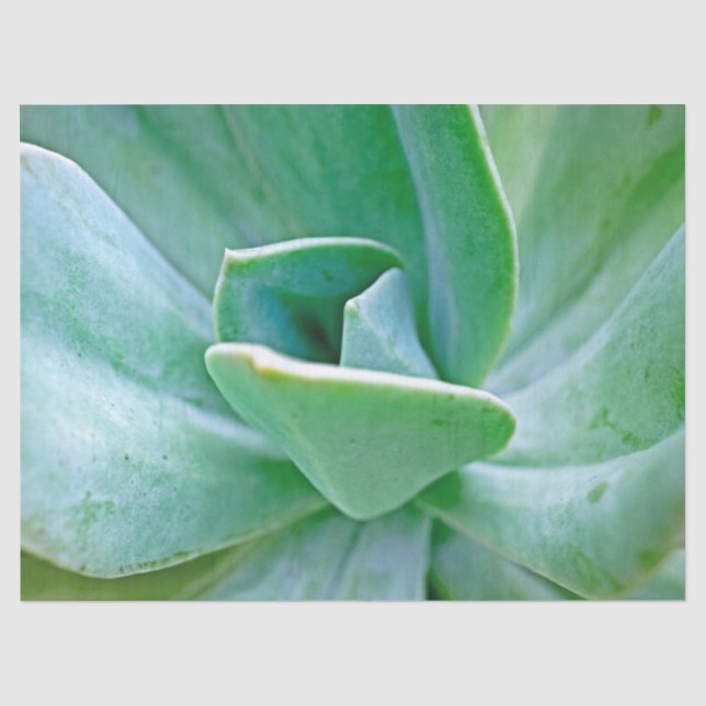 Succulent Swirl Tissue Paper (Front)