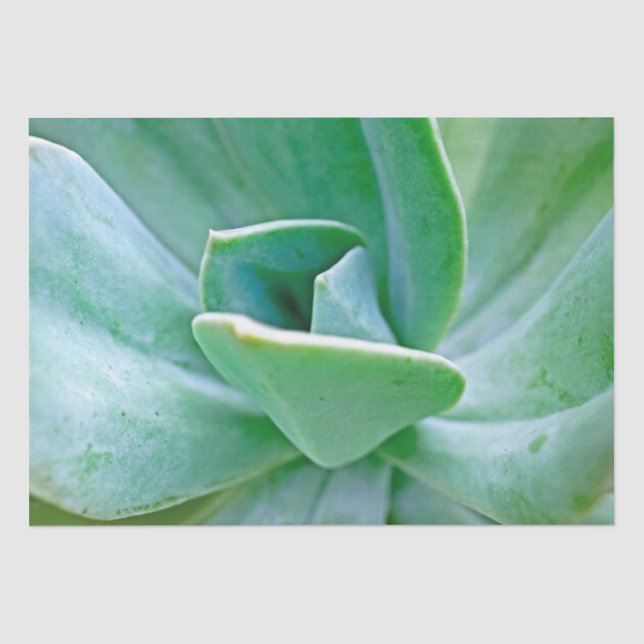 Succulent Swirl Tissue Paper (Front)