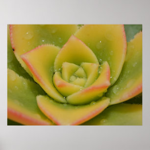 Succulent Wall Art   Botanical Nature Print