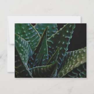 Succulent Zebra Plant Postcard