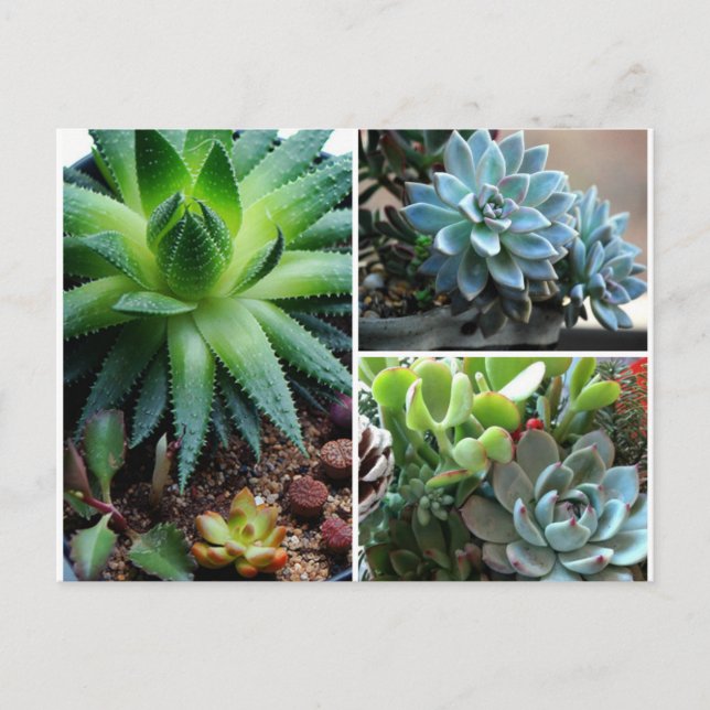 Succulentes Postcard (Front)