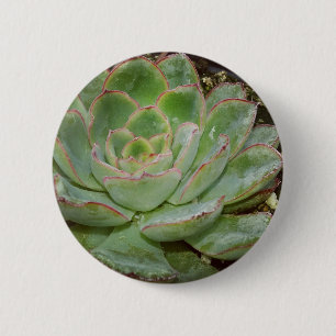 Succulents 2 Inch Round Button