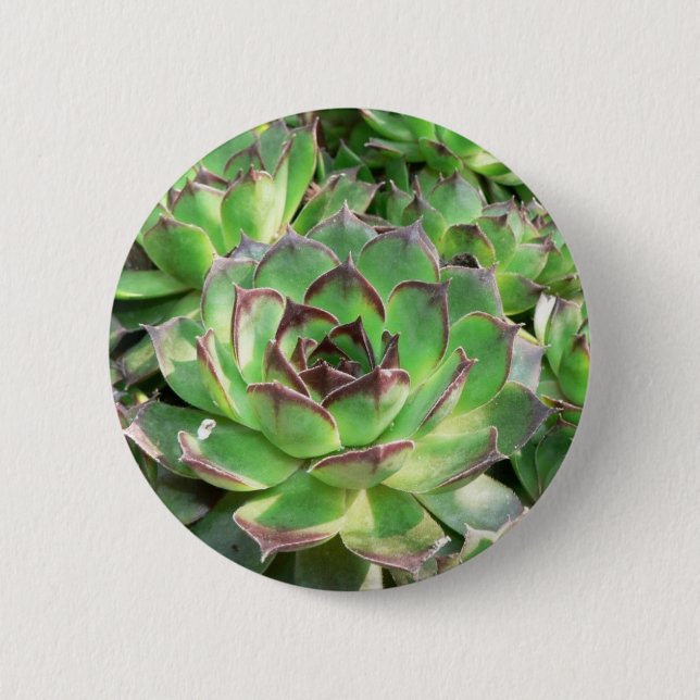 Succulents 2 Inch Round Button (Front)