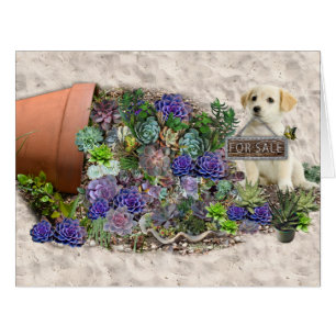 Succulents à vendre