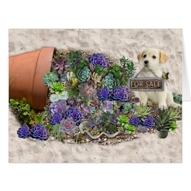 Succulents à vendre (Devant horizontal)