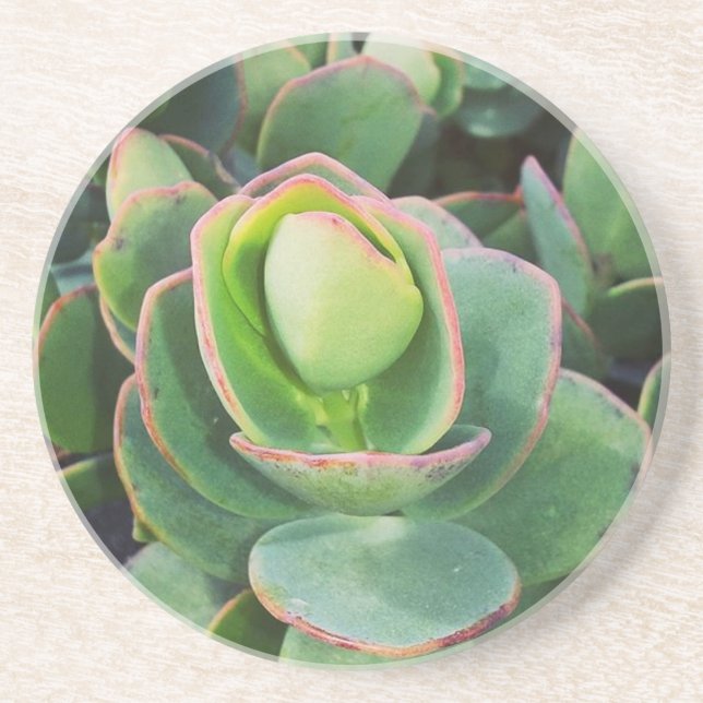 #succulents at the greenhouse. coaster (Front)