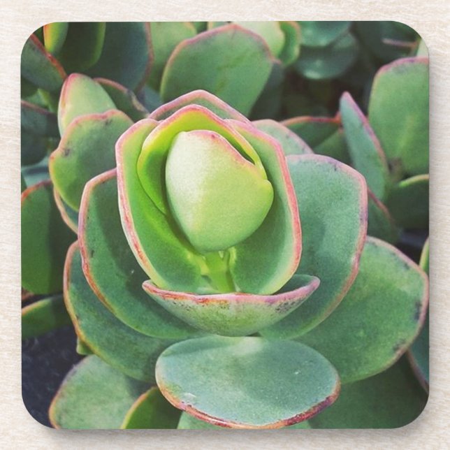 #succulents at the greenhouse. coaster (Front)