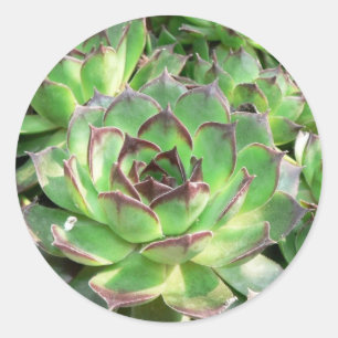 Succulents Classic Round Sticker