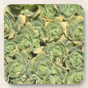 Succulents Coaster