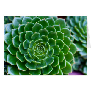 Succulents - Echeveria plant