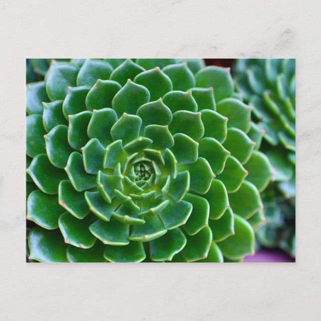 Succulents Echeveria plant Postcard (Front)
