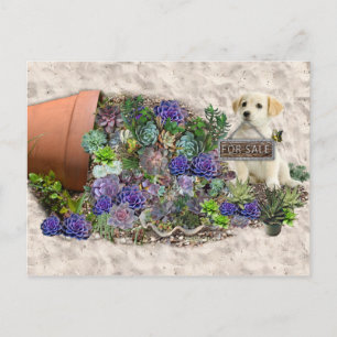 Succulents for sale postcard