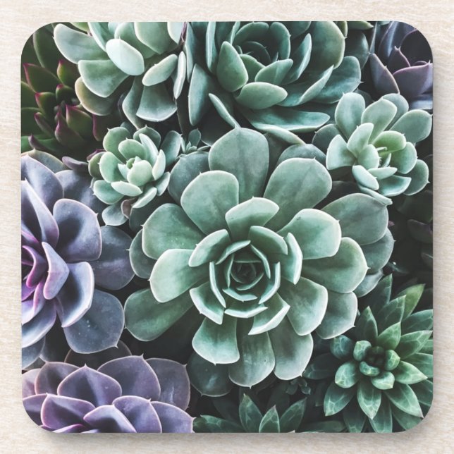 Succulents Green Plants Nature Coaster (Front)
