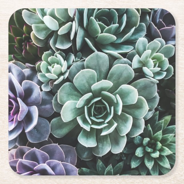 Succulents Green Plants Nature Square Paper Coaster (Front)