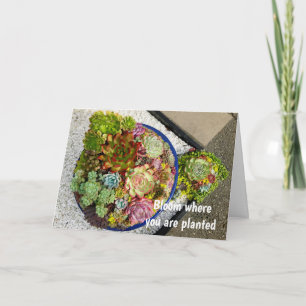Succulents in Planter Card