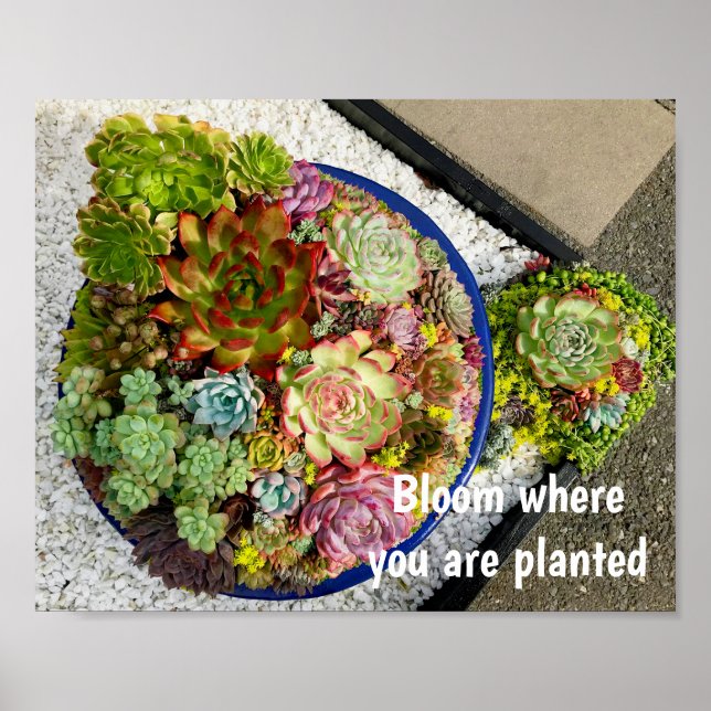 Succulents in Planter Poster (Front)