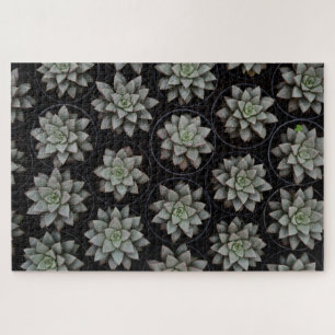 Succulents in Pots Jigsaw Puzzle