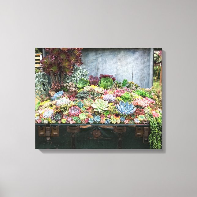Succulents in Treasure Chest Canvas Print (Front)