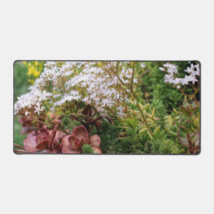 Succulents Sedum Avec Fleurs Blanches