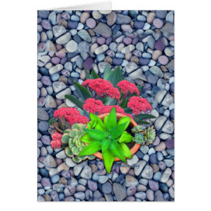 succulents sur un lit de rivière