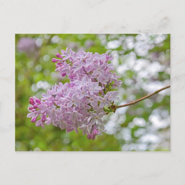 Succursale Lilac avec carte postale Bokeh (Devant)