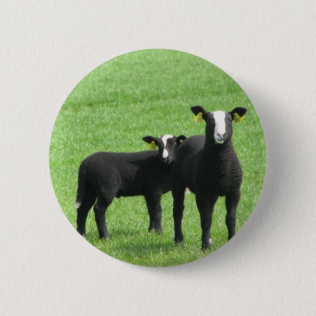 Sucking lambs 2 inch round button (Front)