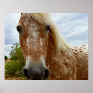 Sucre Le Cheval Appaloosa, Poster