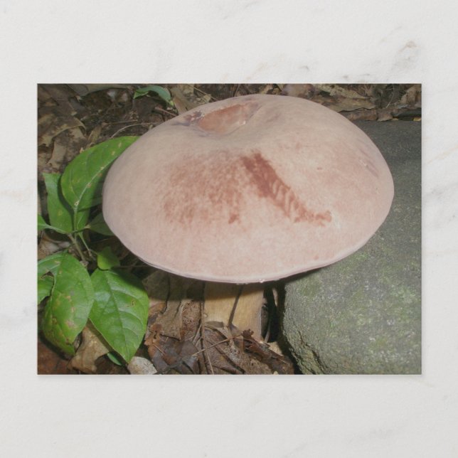 Suede Mushroom Postcard (Front)