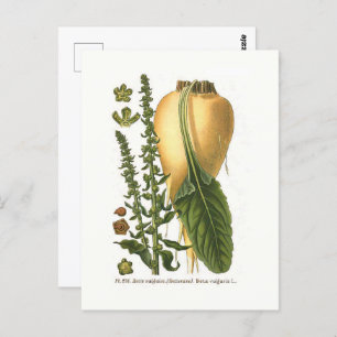 Sugar Beet Vintage Botanical Illustration  Postcard