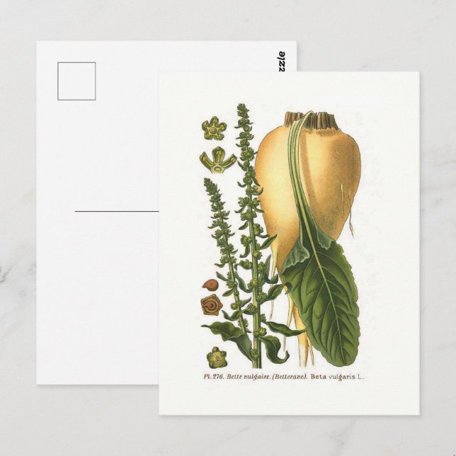 Sugar Beet Vintage Botanical Illustration  Postcard (Front/Back)