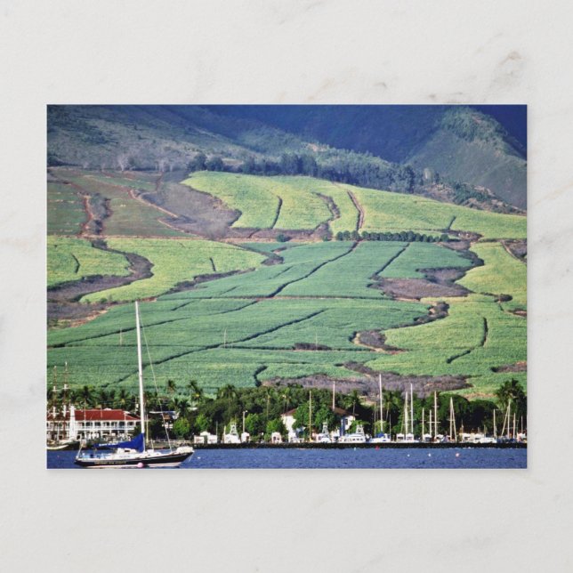 Sugar Cane Fields - Lahaina, Maui Postcard (Front)