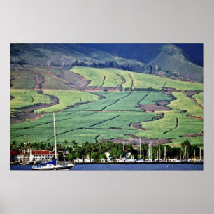 Sugar Cane Fields - Lahaina, Maui Poster