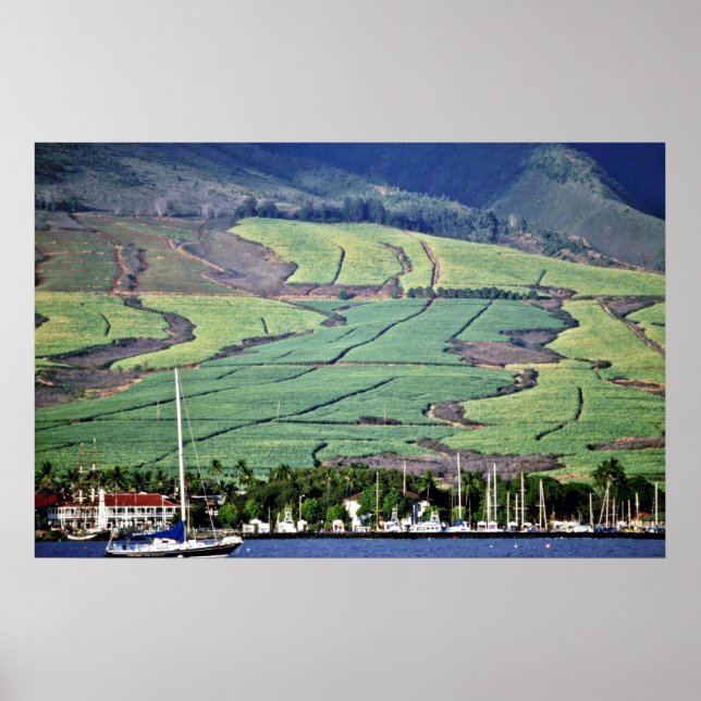 Sugar Cane Fields - Lahaina, Maui Poster (Front)
