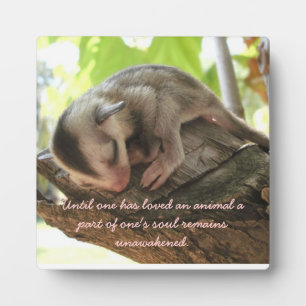 sugar glider baby plaque