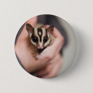 Sugar Glider button