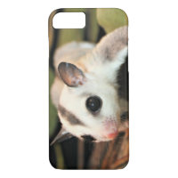 Sugar Glider