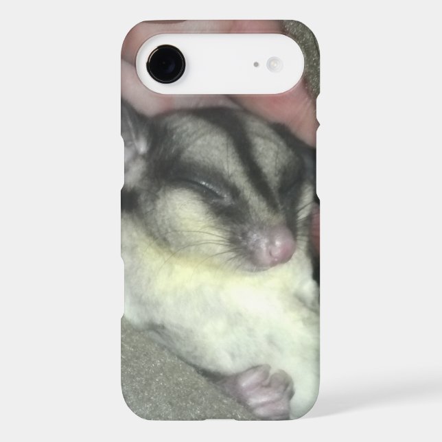 Sugar Glider dormant dans une couverture (Verso)