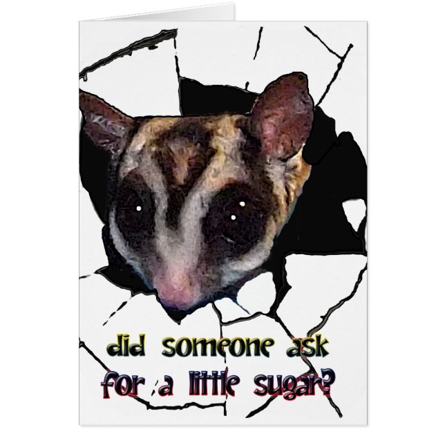 Sugar Glider Est-Ce Que Quelqu'Un A Demandé Un Pet (Devant)