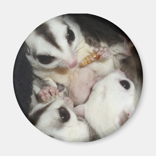 sugar glider family with joey magnet (Front)