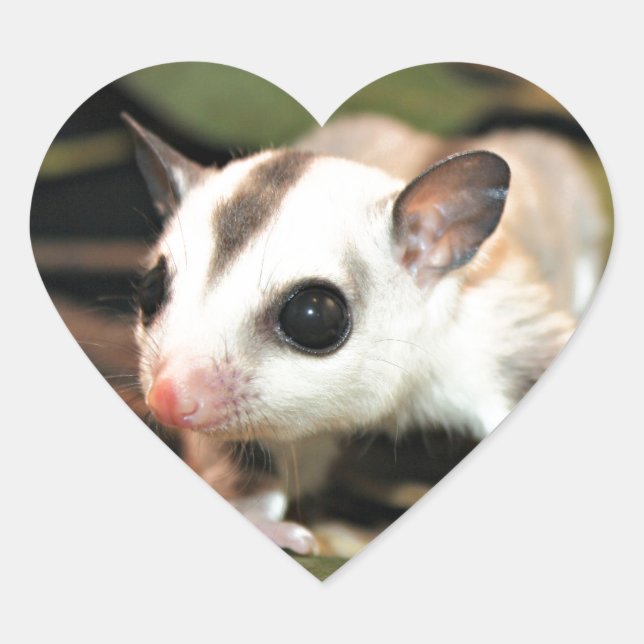 Sugar Glider Heart Sticker (Front)