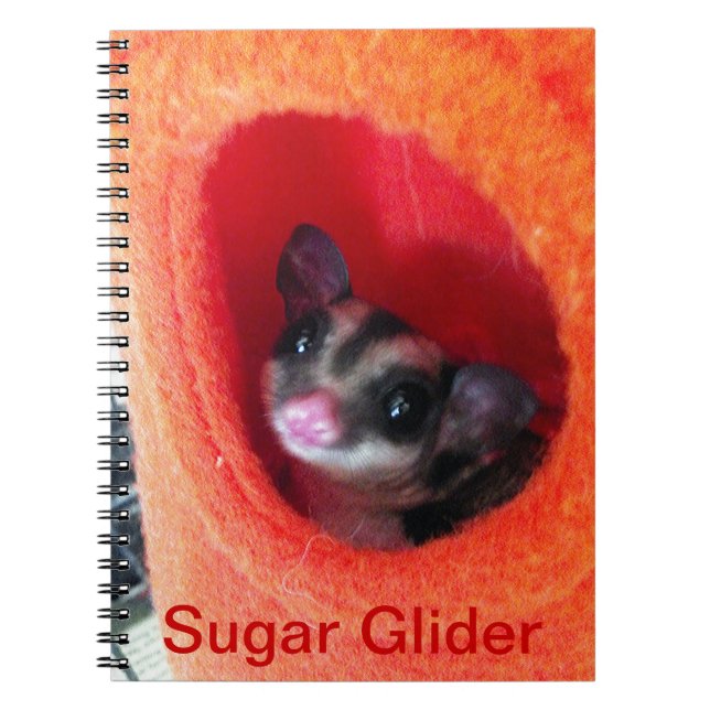 Sugar Glider in Orange Hanging Bed Notebook (Front)