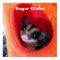 Sugar Glider in Orange Hanging Bed