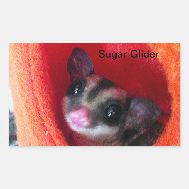 Sugar Glider in Orange Hanging Bed Sticker (Front)