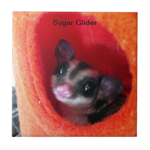 Sugar Glider in Orange Hanging Bed Tile